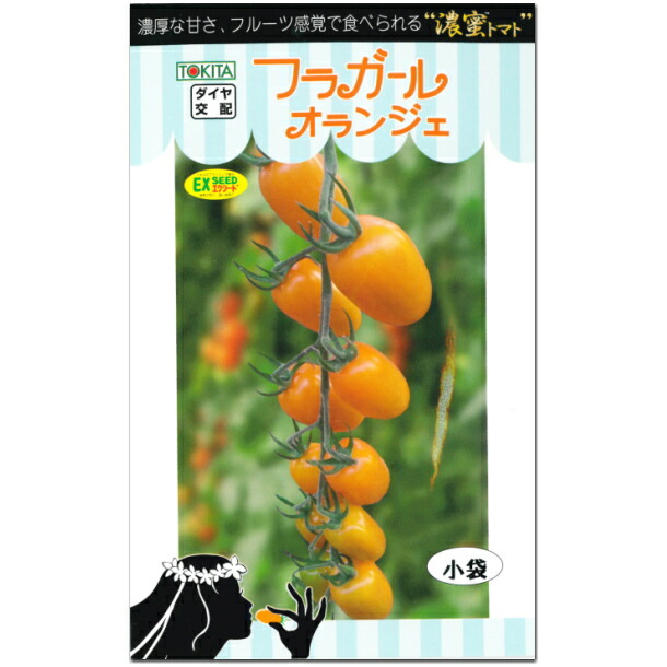 とまと。出品 楽天市場】ミニトマト 種子 CandyPop マンダリン 7粒 とまと