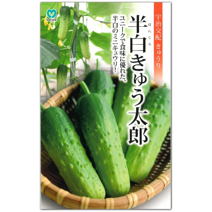 ミニキュウリ 『 半白 きゅう太郎 』 きゅうり 種子 胡瓜