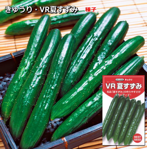 『 VR 夏すずみ 』 きゅうり 内果皮 黄瓜