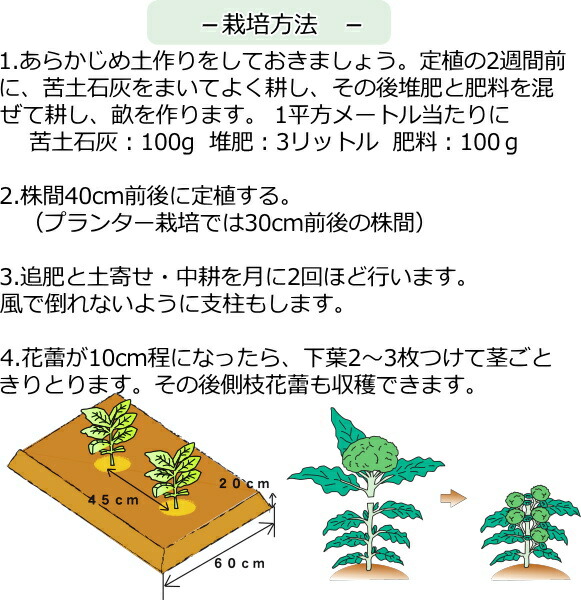 楽天市場 ブロッコリー 夢ひびき 10pot Set 9cmポット苗 なえ屋