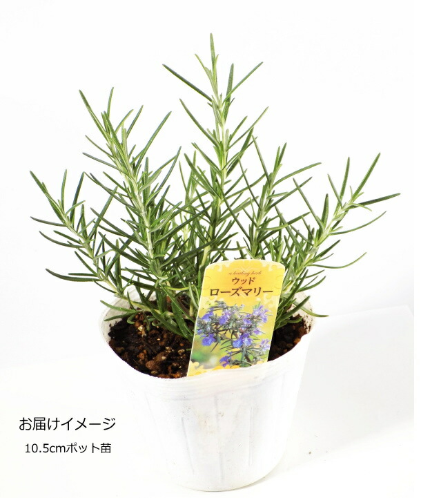 楽天市場 ローズマリー ウッド 10 5cmポット苗 ハーブ なえ屋