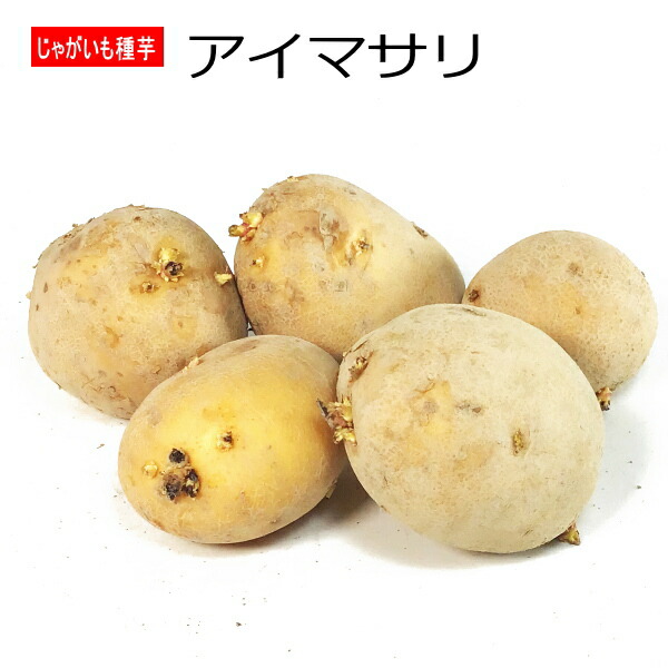 楽天市場】種ジャガイモ デストロイヤー（グランドペチカ）1kg