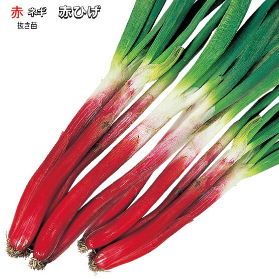 ねぎ Amazon | サカタのタネ 実咲野菜3870 石倉一本太ねぎ ネギ