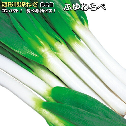 楽天市場】長期貯蔵バツグン 晩生 『 ケルたま 』 たまねぎ 抜き苗