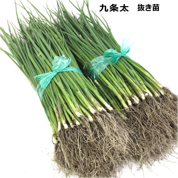 楽天市場】ねぎ苗(九条太ネギ苗）4号ポット苗 : 千草園芸