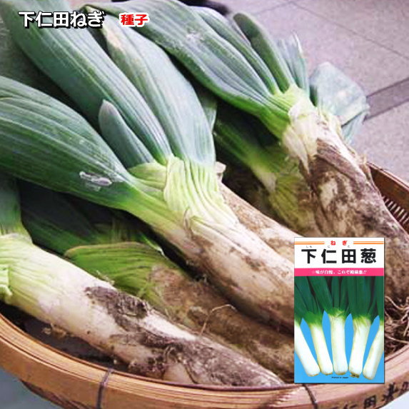 下仁田ネギ苗400本 下仁田ネギ苗400本 ねぎ苗 【下仁田ネギ 1束（約25～30本）】 |