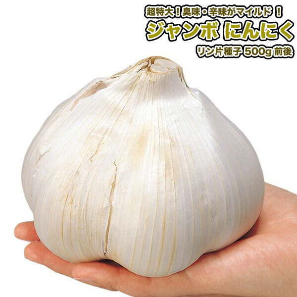 【ながねぎ】 Amazon | カネコ種苗 園芸・種 KS100シリーズ 石倉ねぎ 野菜100