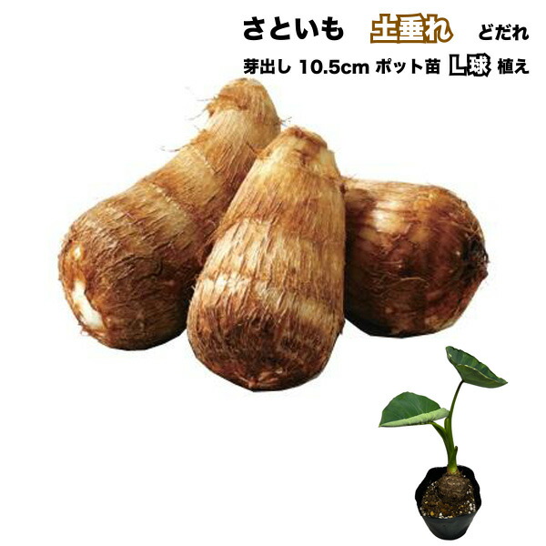 里芋 芽出し種芋 7kg 1個40〜70g 楽天市場】サトイモ(里芋) 石川早生 ポット苗 : 千草園芸