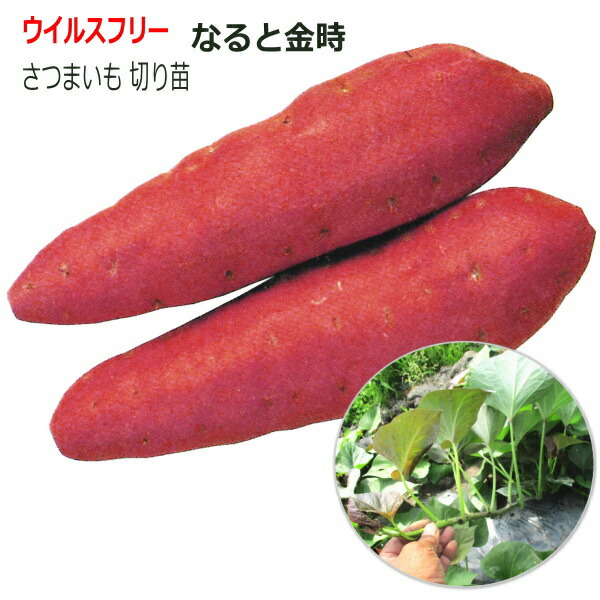 ホックリ しっとり 栗のよう さつまいも なると金時 10本束 69 以上節約 ウイルスフリー なえ屋産の丈夫なサツマイモ苗 切り苗 ホックリ しっとり 栗のよう さつまいも なると金時 10本束 69 以上節約 ウイルスフリー なえ屋産の丈夫なサツマイモ苗 切り苗