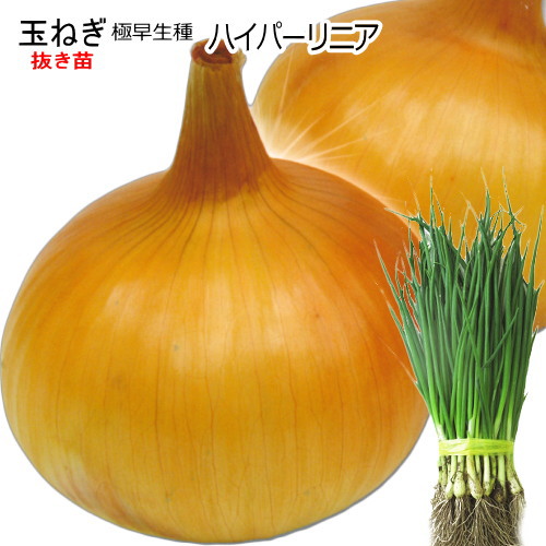 楽天市場】早生 『 レッドグラマー 』 赤たまねぎ 90本（100穴) セル苗