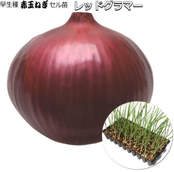 楽天市場】タマネギ苗 赤玉ねぎ苗フレッシュレッドポット苗「4個