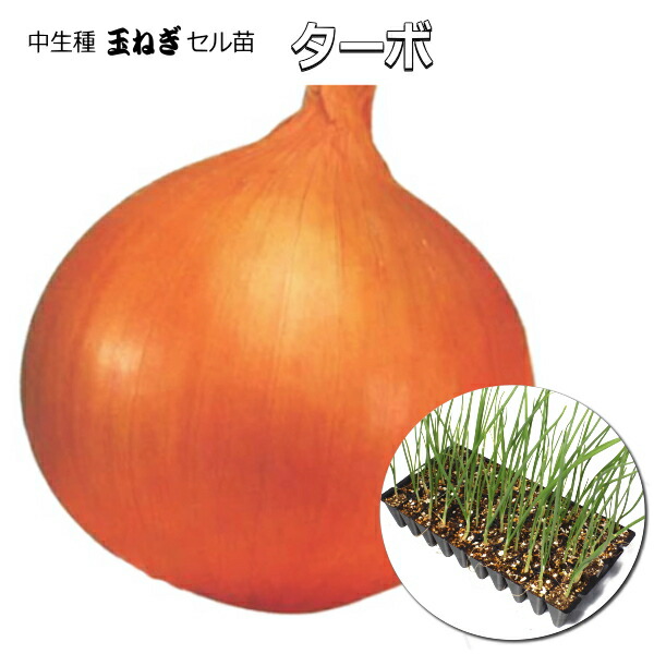 楽天市場】玉ねぎ苗 【予約】 【 中生 ターボ 】 約500本 [ たまねぎ苗