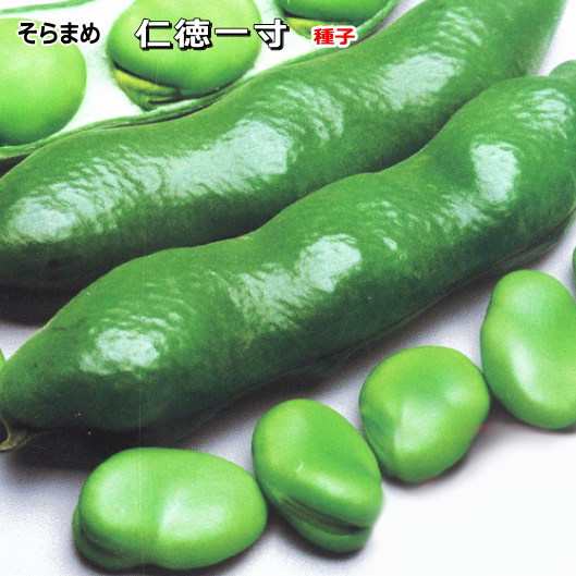 そらまめ 楽天市場】『 仁徳一寸 』 そらまめ苗 9cmポット ソラマメ : なえ屋