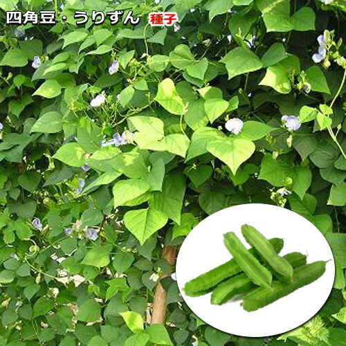 沖縄県産 うりずん豆（琉球四角豆）約５kg 【常温便】③ フタバ種苗 琉球四角豆 うりずん[うちなー交配］【取り寄せ注文