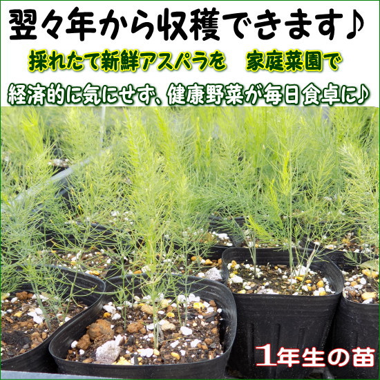 早生で多収 アスパラガス ベビーグッズも大集合 9cmポット苗 シャワー