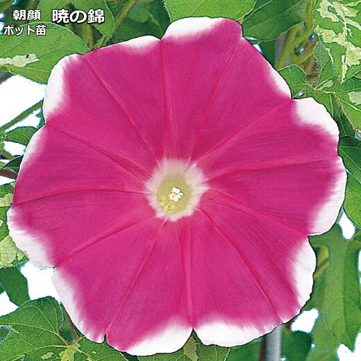 楽天市場】ユニーク色 大輪アサガオ 朝顔 あさがお 9センチ