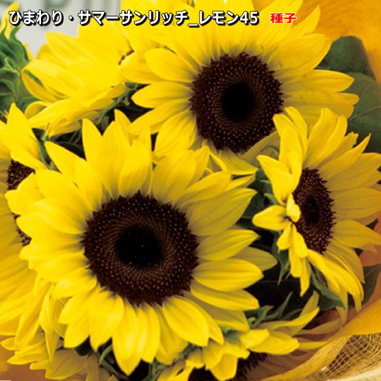 ひまわり　 造花 ヒマワリスプレー 特大 全長110cm 4327 ひまわり 向日葵
