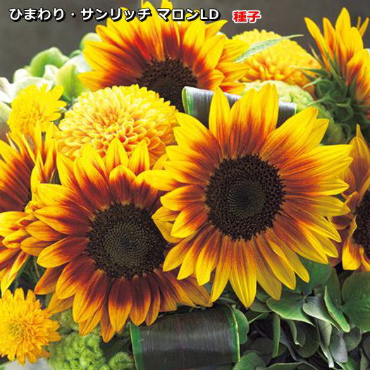 ひまわり　 数量5から】 生地 『オックス ひまわり ベージュ OX35802-2F