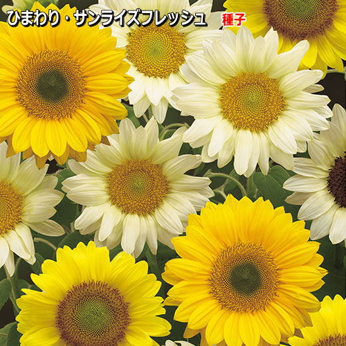 楽天市場】【ケース販売：20入】 ひまわり：向日葵（ミスサンシャイン