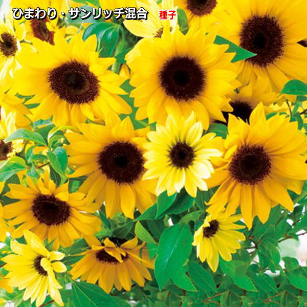 楽天市場】ひまわり種子 タキイ種苗 F1サンリッチマンゴー50 花の種