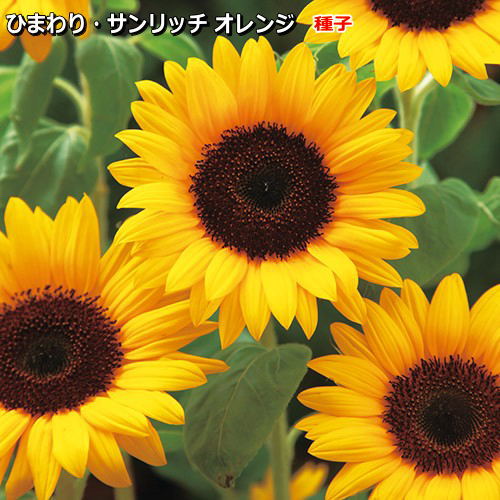 楽天市場】【ケース販売：20入】 ひまわり：向日葵（ミスサンシャイン