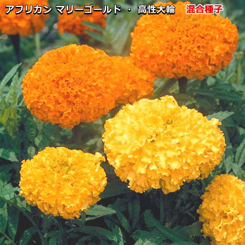 楽天市場】マリーゴールド アフリカン ホワイトゴールドミニ