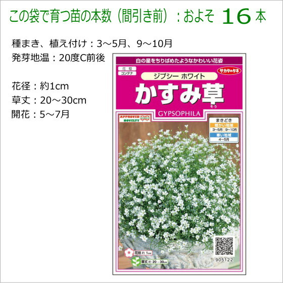 市場 かすみ草 種子 ジプシーホワイト