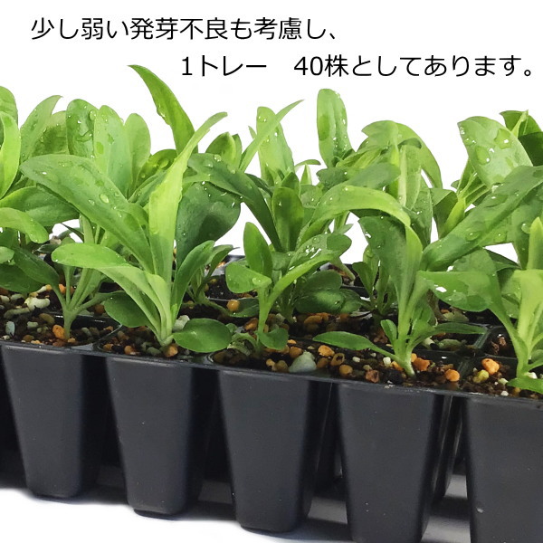 楽天市場 ダイアンサス なでしこ テルスター 色混合植え 40株 48穴 穴径1 5cmセル苗 なえ屋