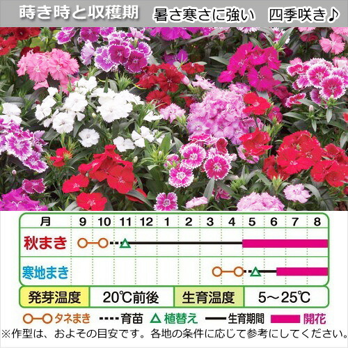 楽天市場 ダイアンサス なでしこ テルスター 色混合植え 40株 48穴 穴径1 5cmセル苗 なえ屋