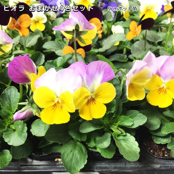 ビオラ　マーブル　②ポット苗 うえたビオラ「マーブル」＜22-02番＞(3.5号ポット)