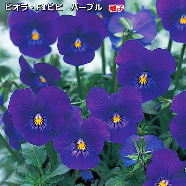 楽天市場】ビオラ 種子 ビビ ディープオレンジ 40粒（育苗可能