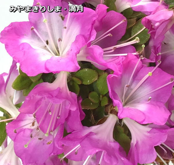 ミヤマキリシマツツジ【現品発送】管理70663 ミヤマキリシマ - 「中越植物園オンラインショップ」