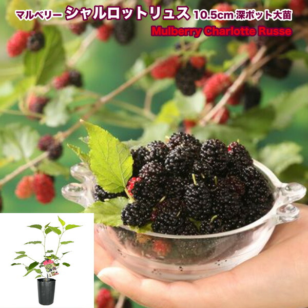 マルベリー　シャルロットリュス　実付　大株　果樹苗木　果樹苗　果実苗木　実　1 Amazon.co.jp: 四季成り マルベリー 苗 シャルロットリュス 15cm