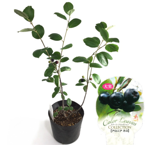 楽天市場】じゃがいも ノーブルシャドー 種芋 500g ジャガイモ L