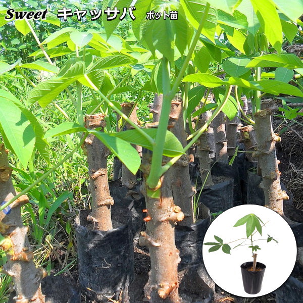 楽天市場】スイート キャッサバ （タピオカ芋 甘味種系品種 ） Sweet cassava ポット植え苗 : なえ屋