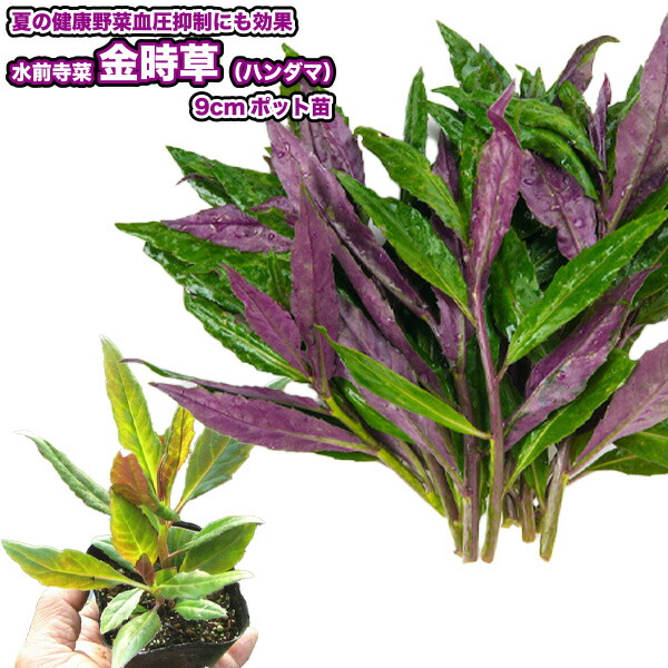 野菜ハーブ あしたば 苗20株 Amazon | 明日葉（アシタバ）の苗(3苗セット) | 野菜
