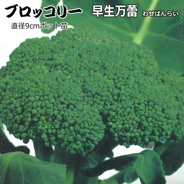 楽天市場】ブロッコリー 夢ひびき 9cmポット苗 : なえ屋