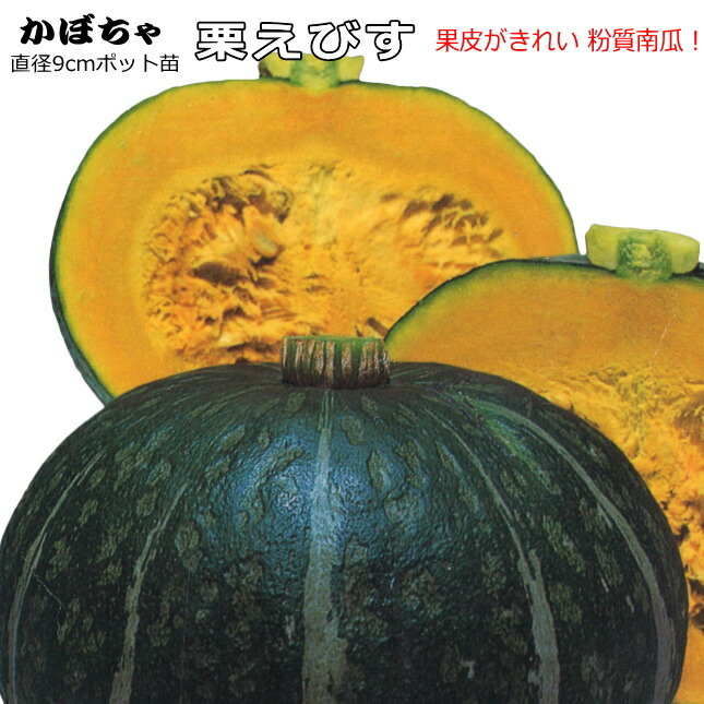 栗えびすかぼちゃ