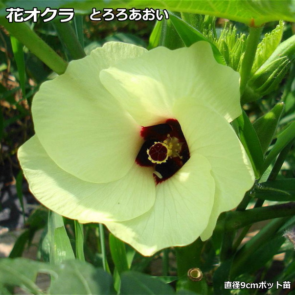 花野菜 エディブル フラワー オクラ 花オクラ 9cmポット苗 最大の割引 とろろあおい