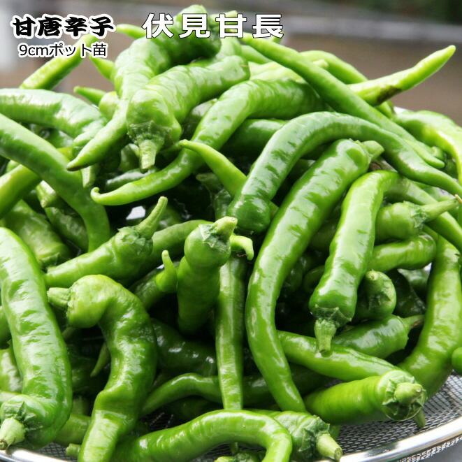 辛味が少なく多収の青トウ 甘 とうがらし 9cmポット苗 トウガラシ お買い得 伏見甘長