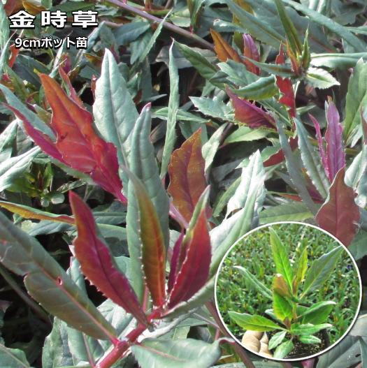 楽天市場 金時草 9cmポット苗 水前寺菜 なえ屋