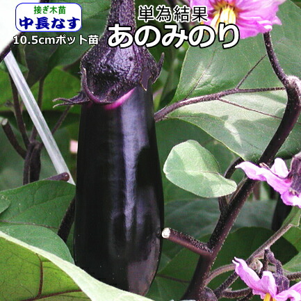 揚げ茄子がトロトロ 接ぎ木 なす 茄子 あのみのり 激安セール 10 5cmポット苗