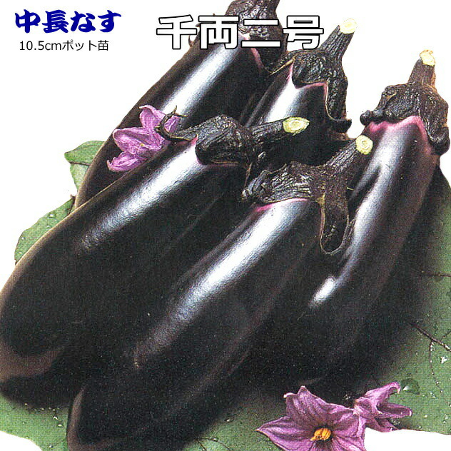 クラモチ種苗園 | 接木なす苗 (千両二号) 4月上旬～販売(予約受付中)