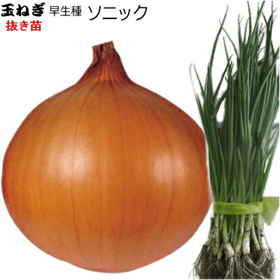 楽天市場】長期貯蔵バツグン 晩生 『 ケルたま 』 たまねぎ 抜き苗
