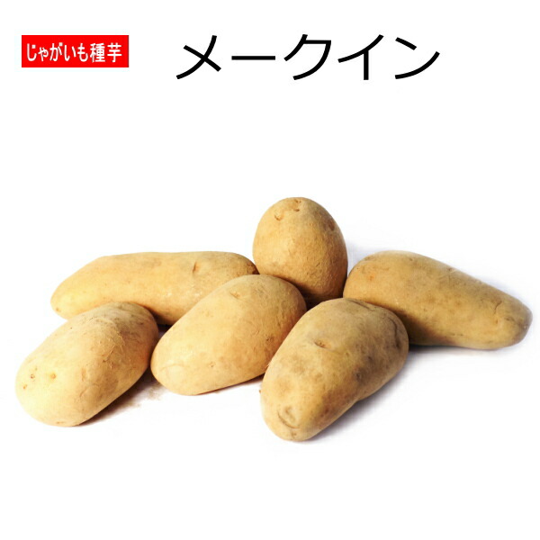 楽天市場】【令和7年産 馬鈴薯種子】 じゃがいも種芋 キタアカリ