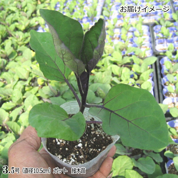 21人気の スタミナのある太長ナス 接ぎ木 なす 千両二号 10 5cmポット苗 茄子