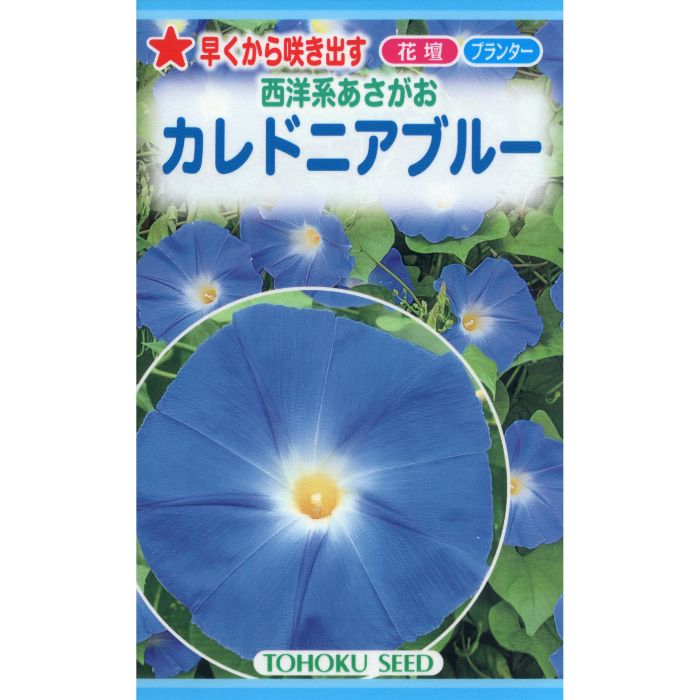 楽天市場】西洋あさがお(アサガオ) 天上の蒼 : 千草園芸