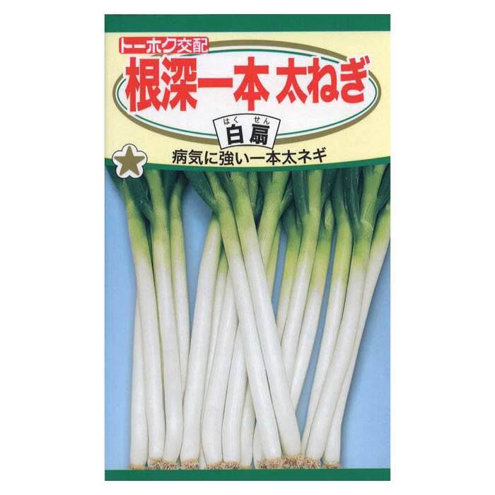 楽天市場】【代引不可】【送料5袋まで80円】 □根深一本太ねぎ