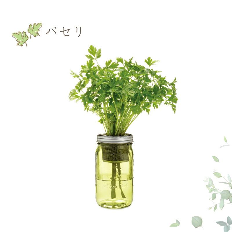 父の日 名入れ ハーブ 水耕栽培 ギフト ガーデンプランツ ランキング 人気 贈り物 ガーデン 植物 栽培 ガーデニング キッチン ジャー おしゃれ キット ミント バジル イタリアン パセリ お祝い 翌々営業日出荷 Cooltonindia Com