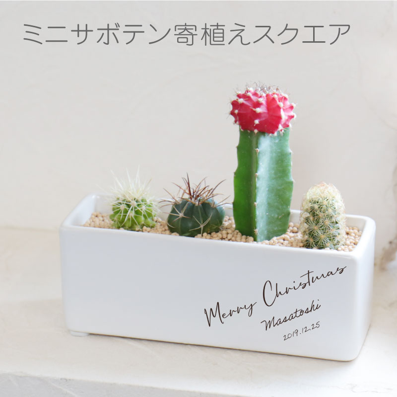 楽天市場 クリスマスプレゼント 名入れ サボテン ミニサボテン寄せ おしゃれ 寄せ植え 植物 グリーン 観葉植物 多肉植物 緋牡丹 置物 オシャレ インテリア 父の日 誕生日 開店祝い 記念日 セット ギフト 男性 メンズ 名入れプレゼント 名札工房
